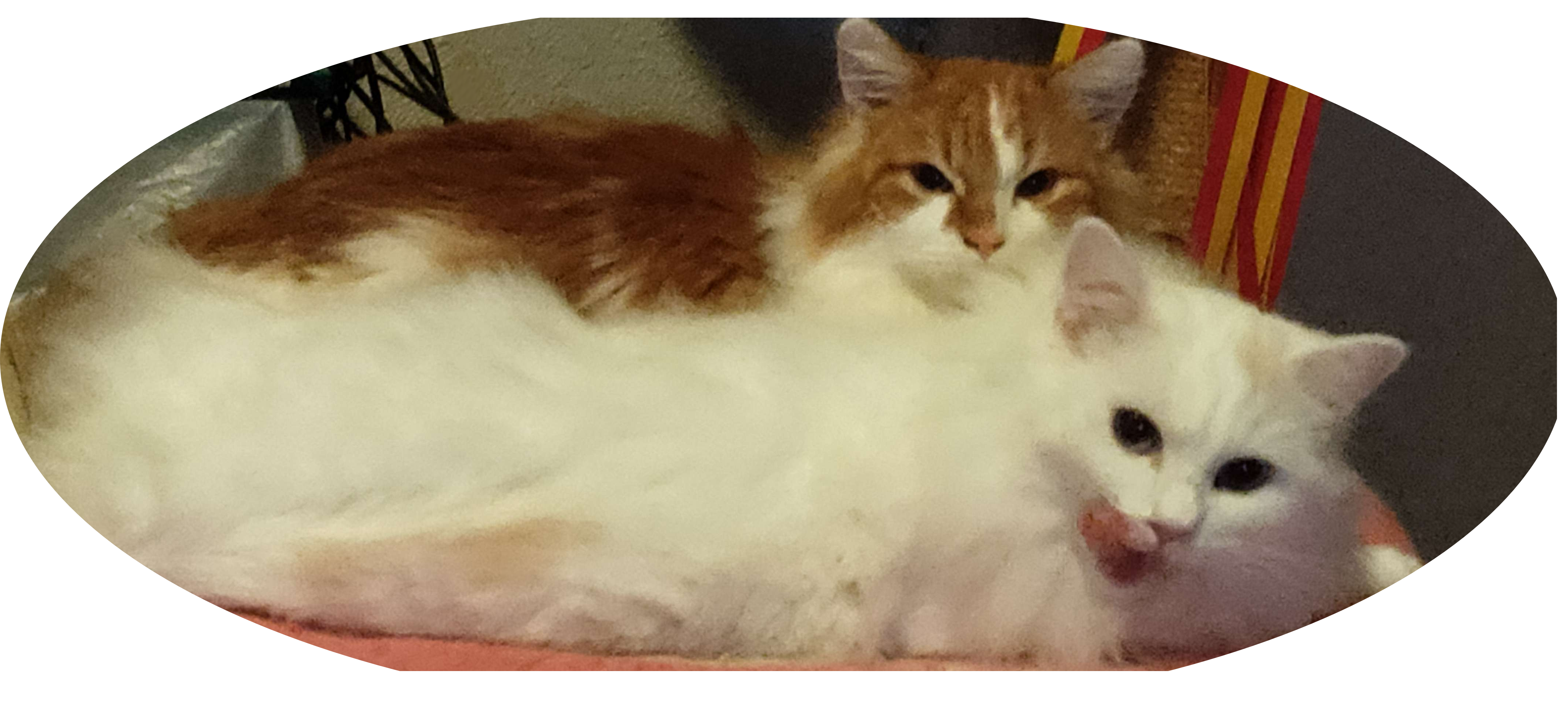 Oliver's Cats